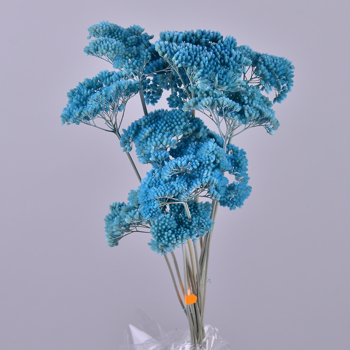 Сухоцвет "achillea" голубая