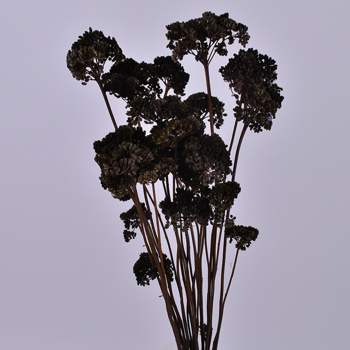 Сухоцвет "achillea" черный