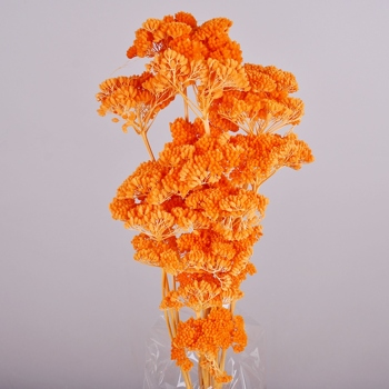 Сухоцвет "achillea" оранж