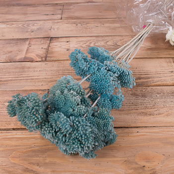 Сухоцвет "achillea" голубая