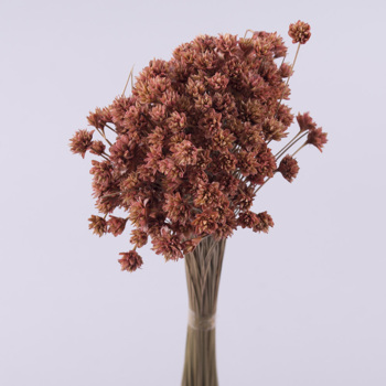 Сухоцвет "шишка hill flower"(грязно розовые)