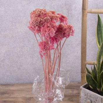 Сухоцвет "achillea" розовый