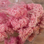 Сухоцвет "achillea" розовый