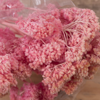 Сухоцвет "achillea" розовый