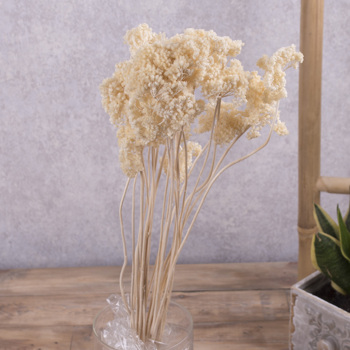 Сухоцвет "achillea" натуральный