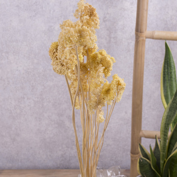 Сухоцвет "achillea" желтый