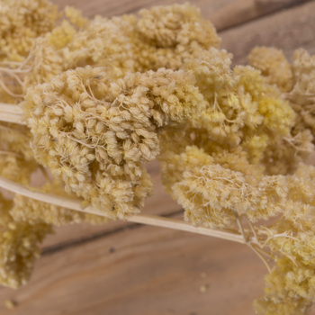 Сухоцвет "achillea" желтый