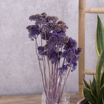 Сухоцвет "achillea" фиолетовый