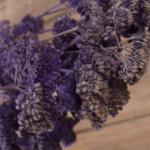 Сухоцвет "achillea" фиолетовый