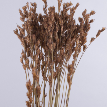 Сухоцвет "thathing reed"