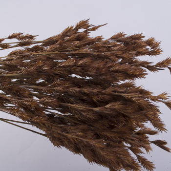 Сухоцвет "thathing reed"
