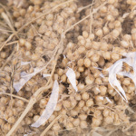 Сухоцвіт Miloberry (500г)