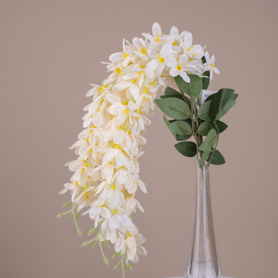 Гліцинія звисаюча персикова W90P12