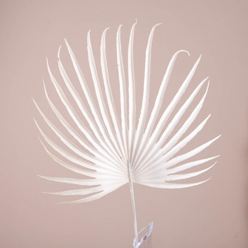 Листок пальми солнце белый Листок пальми солнце белый