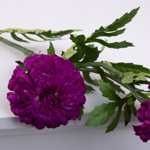 квіти чорнобривці фіолетові