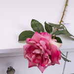 роза оксамитова садова одинарна яскраво-рожева (pink)