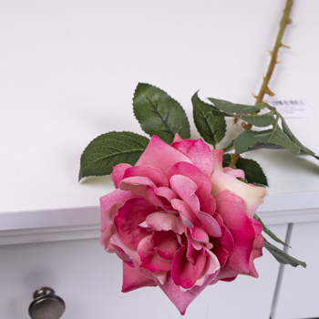 роза оксамитова садова одинарна яскраво-рожева (pink)