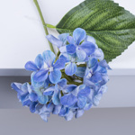 гортензія коротка синя  - Blue
