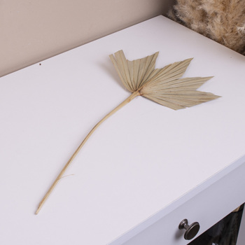 сухоцвет лист пальмы palm maple small