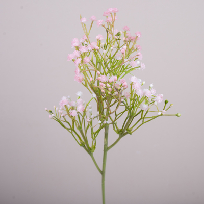 Гипсофила декоративная powder pink