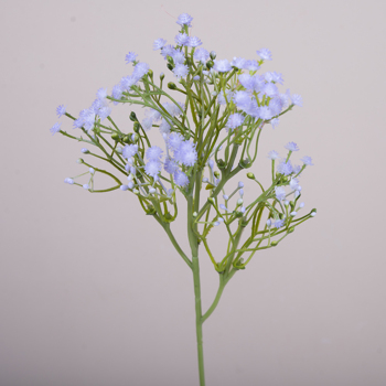 Гіпсофіла декоративна blue violet