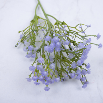 Гіпсофіла декоративна blue violet