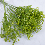 Гіпсофіла декоративна зелена (GREEN)