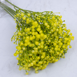 Гіпсофіла декоративна жовта (YELLOW)