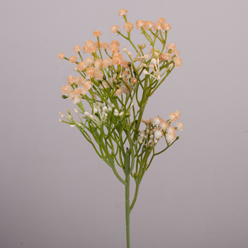 Гипсофила декоративная оранжевая (ORANGE)