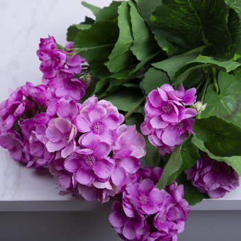 букет пеларгонии фиолетовый - VIOLET LT VIOLET