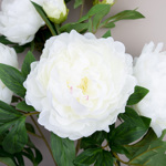 букет півоній преміум великий PEARL WHITE букет півоній преміум великий PEARL WHITE