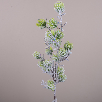 Ветка лиственницы с корешками в блеске
