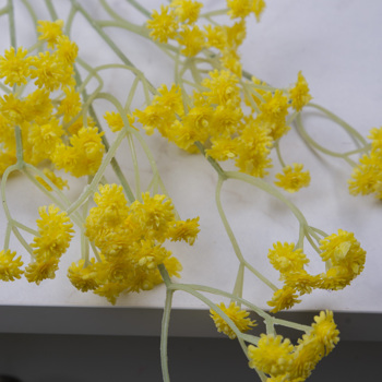 Гипсофила искусственная желтая