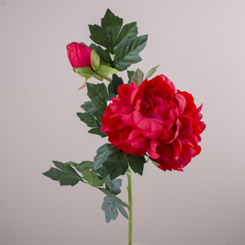 Пион пышный красный