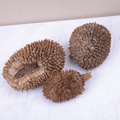 сухоцвет Jack Fruit натуральный
