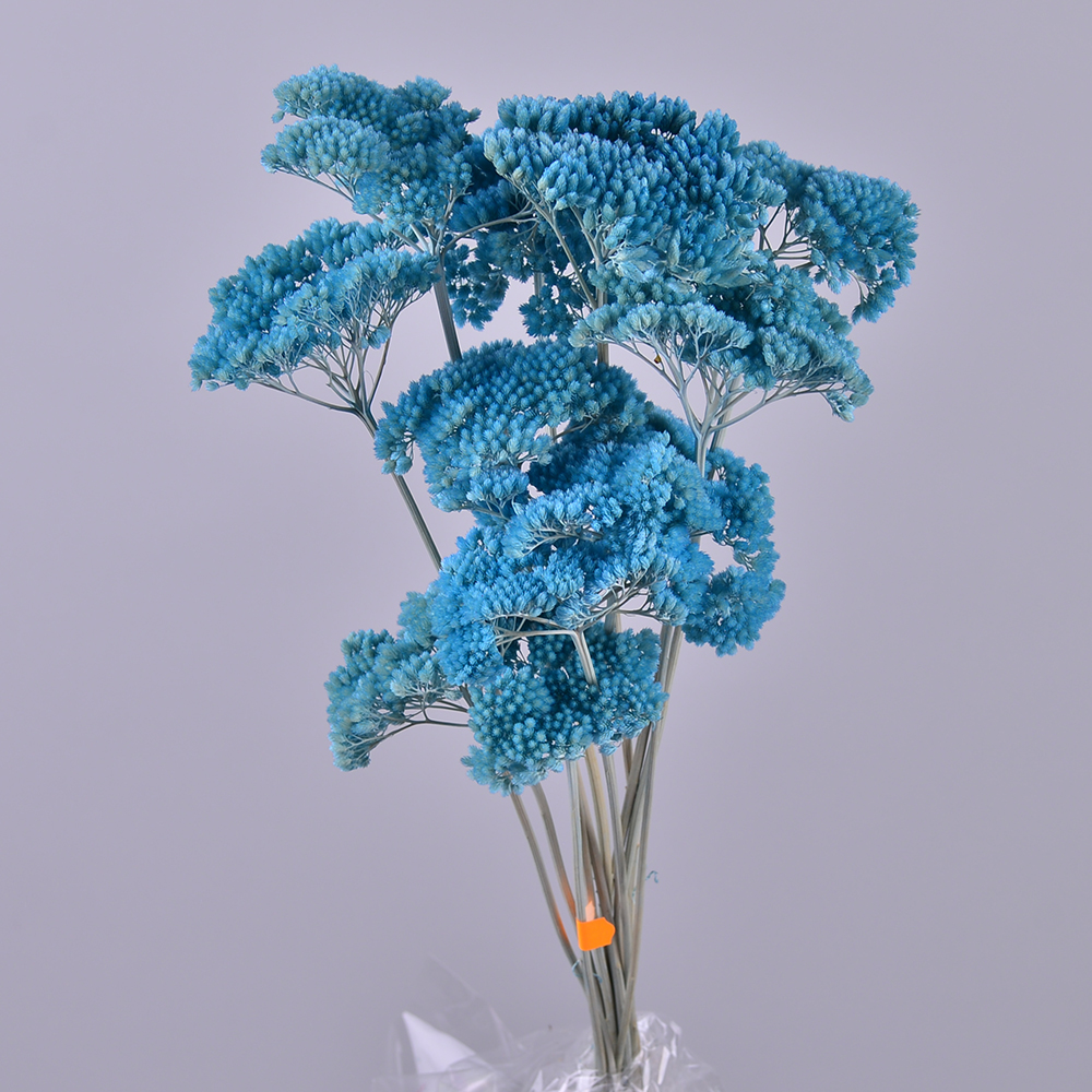 Сухоцвет "achillea" голубая