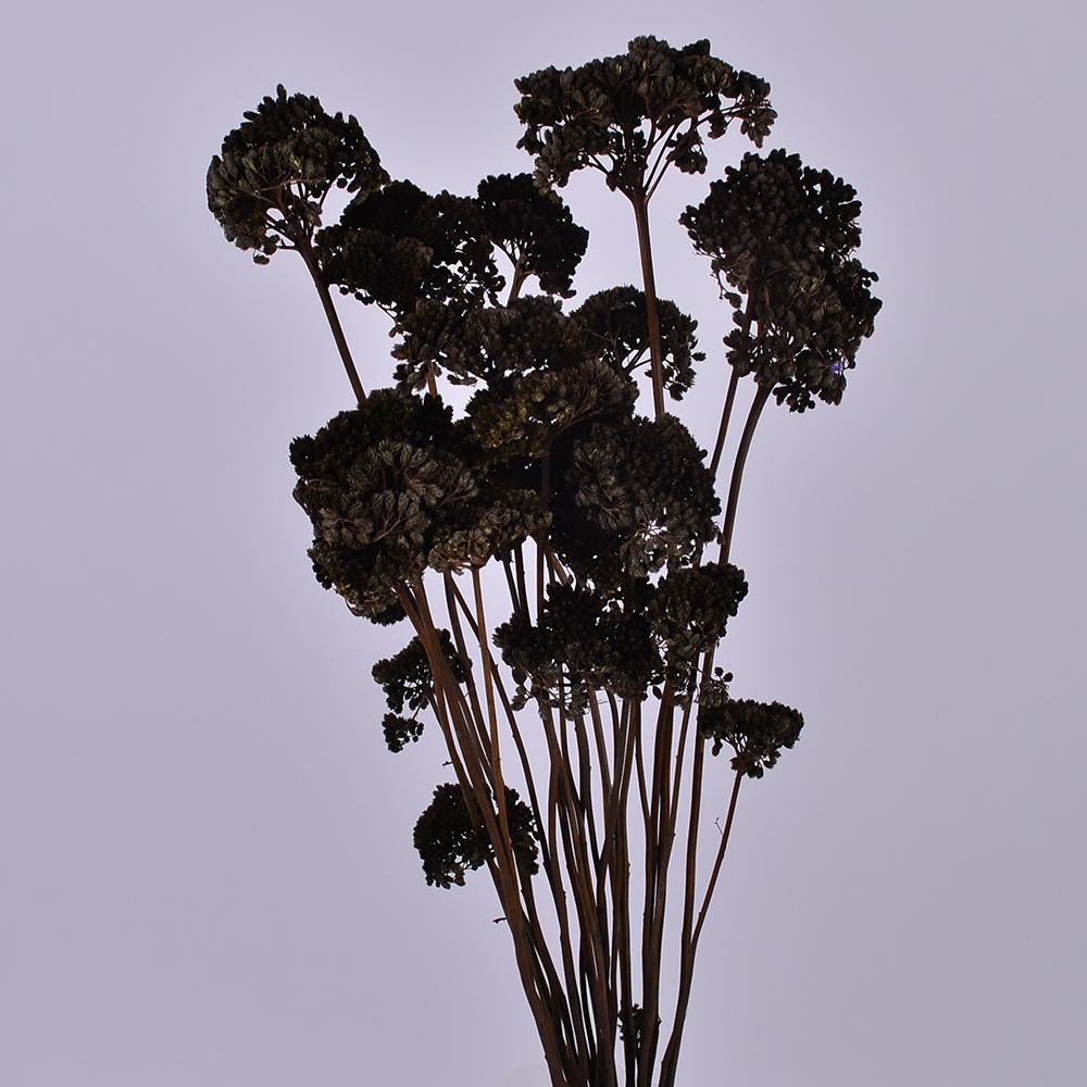Сухоцвет "achillea" черный