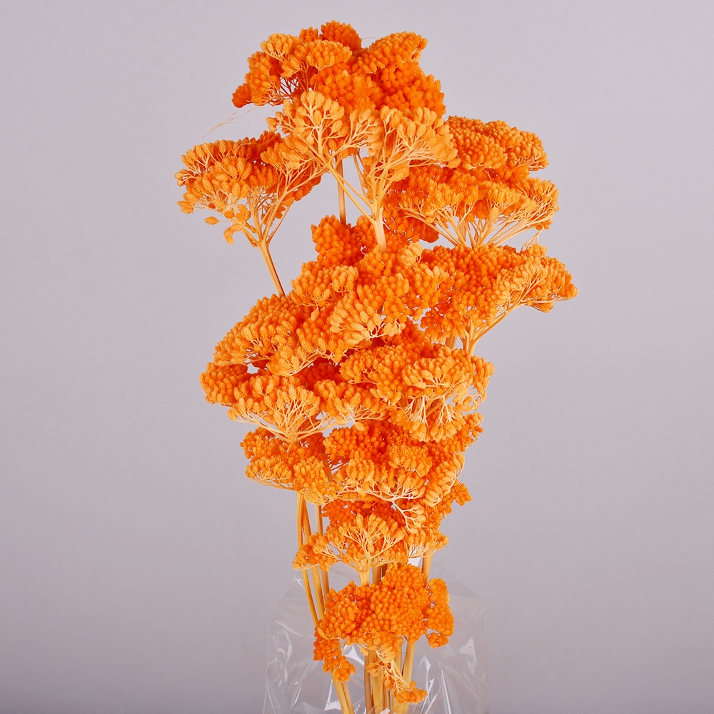 Сухоцвет "achillea" оранж
