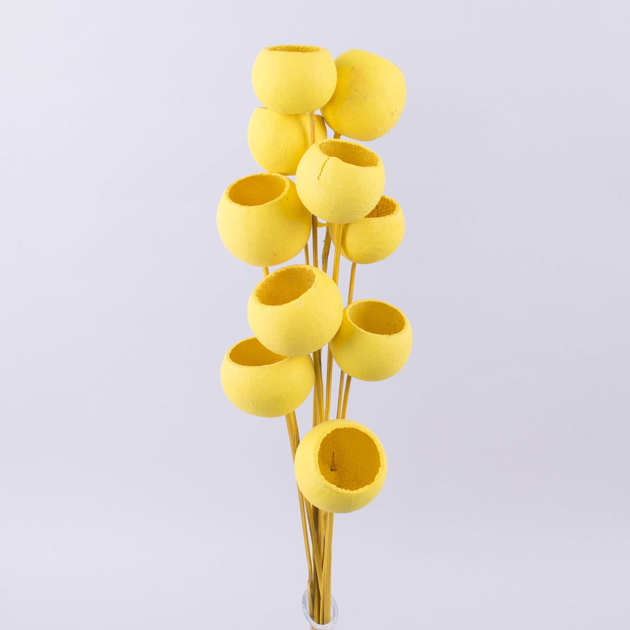 сухоцвет "bell cup" желтый