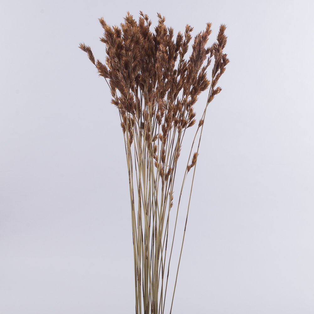 Сухоцвет "thathing reed"