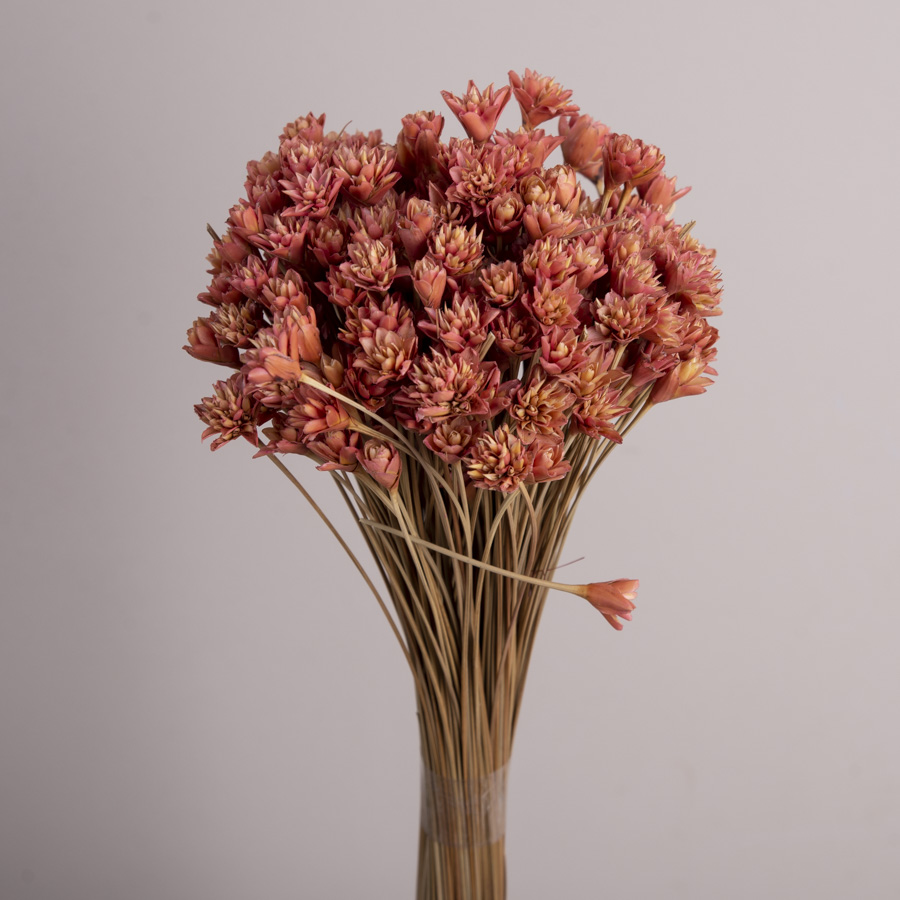Сухоцвет "шишка hill flower" (коричневый)