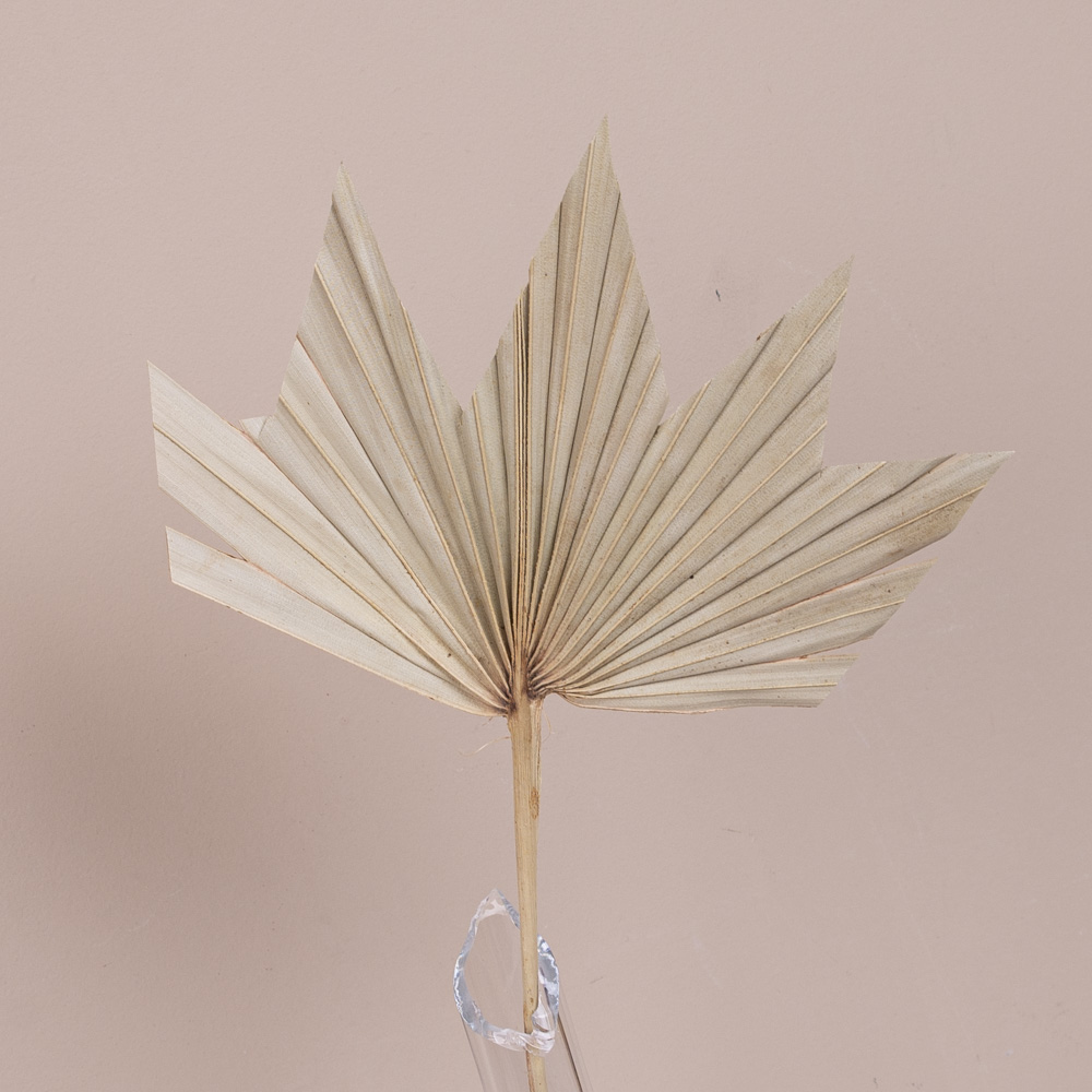 сухоцвет лист пальмы palm maple small сухоцвет лист пальмы palm maple small