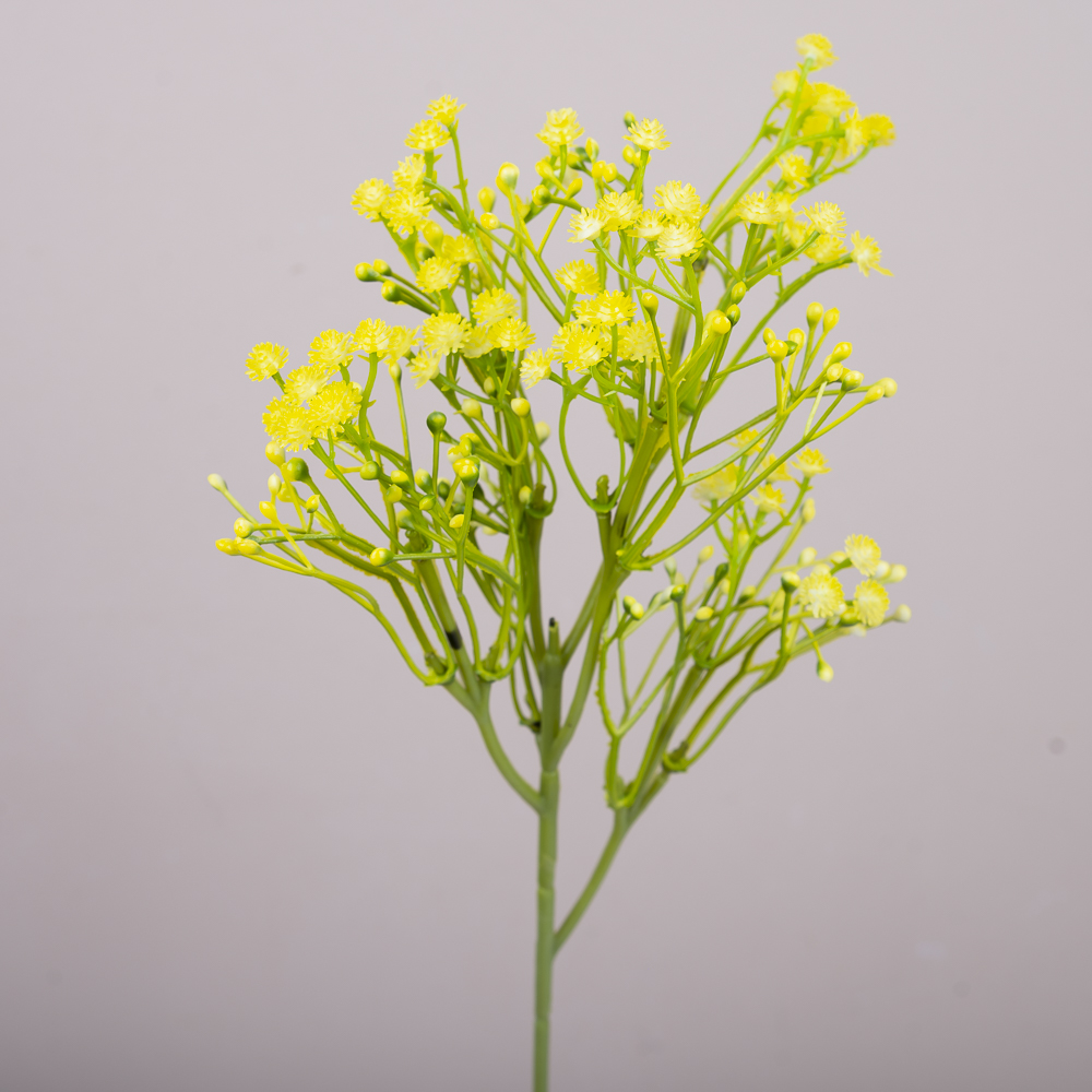 Гіпсофіла декоративна жовта (YELLOW)