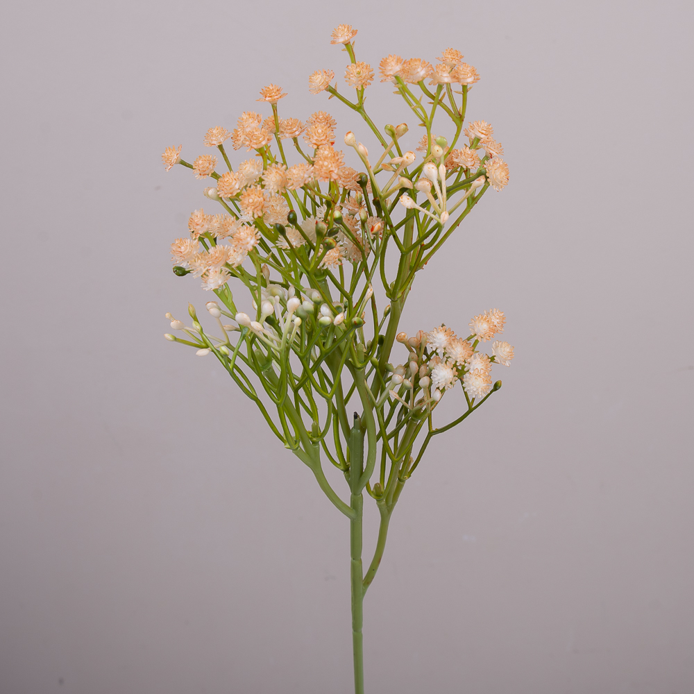 Гипсофила декоративная оранжевая (ORANGE)