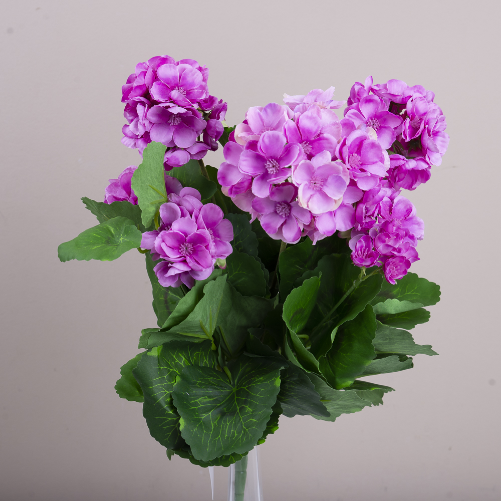 букет пеларгонії фіолетовий- VIOLET LT VIOLET