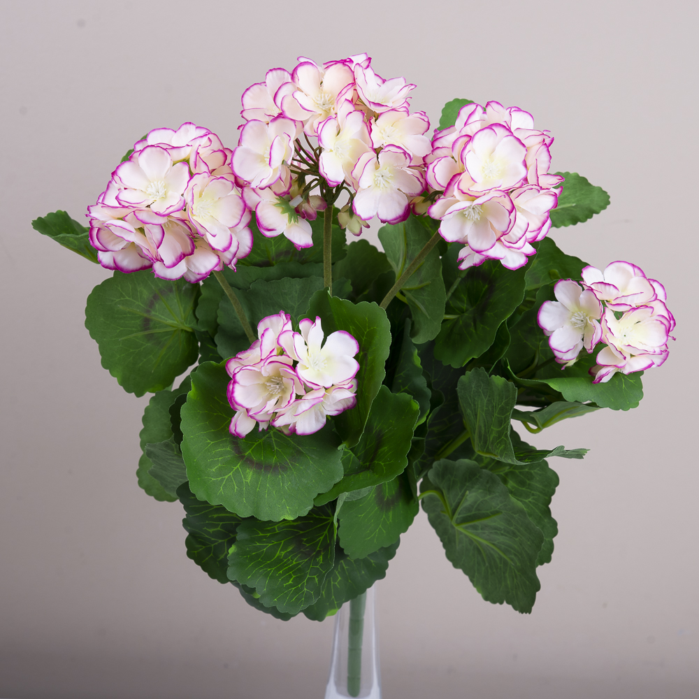 букет пеларгонії кремовий- CREAM EDGE VIOLET