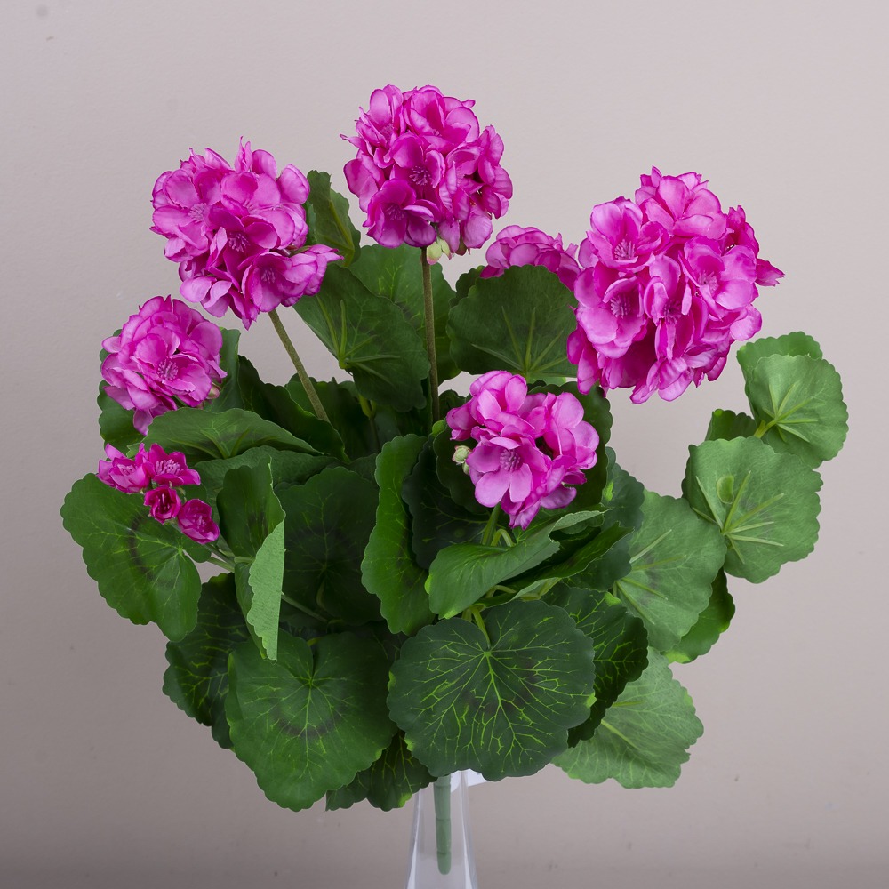 букет пеларгонії рожевий- pink edge beauty